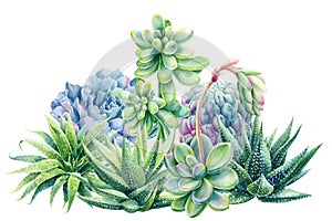 Composition of succulents haworthia, aloe, echeveria, cactus, watercolor botanical painting, card with green plants