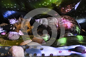 Composition on the theme of the underwater world