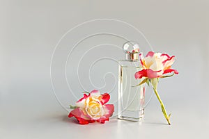 a composition of a transparent bottle of perfume and beautiful two roses on a gray background. minimalist style. space