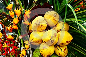 Composition of tropical fruits