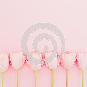 Composition with tulips flowers on pink background. Flat lay, top view. Spring time background