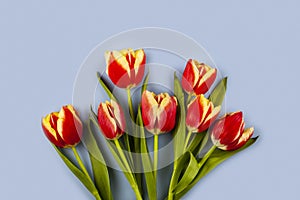 Composition with tulips  in paper bag on blue background