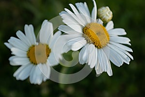 Composition of two daisies, close-up. Camomile flowers on summer meadow. Chamomiles with white petals in grass for