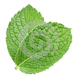 Composition of two fresh mint leaves