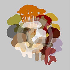 Composition of various mushrooms