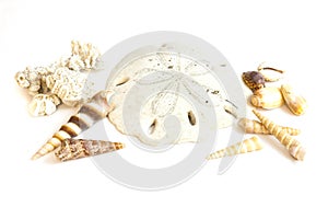 Composition of various seashells