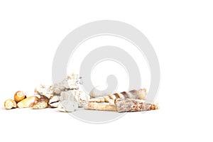 Composition of various seashells