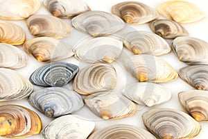 Composition of various seashells