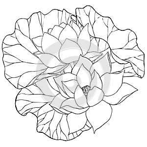 Composition with vector hand drawn lotus flowers and buds, leaves, black line art illustration. Outline floral drawing