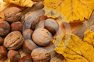 A composition of walnuts and hazelnuts with golden maple leaves