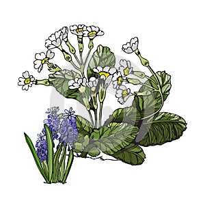 Composition with white primula and violet muscari flowers and green leaves. Hand drawn colored sketch with sping flowers