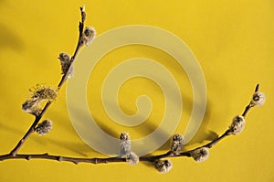 Composition of willow twigs with buds on a plain yellow background with selective focus