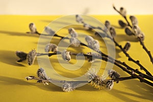 Composition of willow twigs with buds on a plain yellow background with selective focus