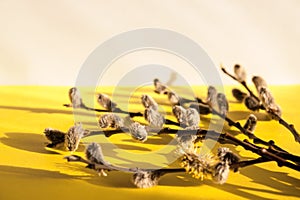 Composition of willow twigs with buds on a plain yellow background with selective focus