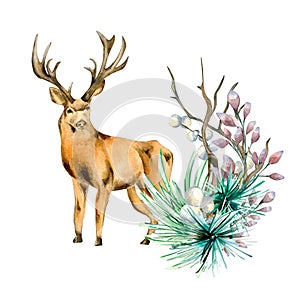 Composition of winter plants and deer watercolor illustration isolated on white.