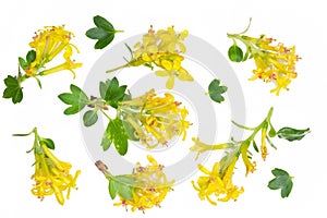 Composition of yellow barberry flowers isolated on white