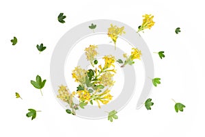 Composition of yellow barberry flowers isolated on white