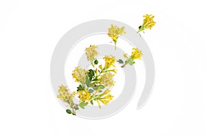 Composition of yellow barberry flowers isolated on white