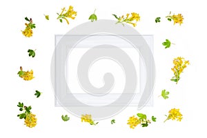 Composition of yellow barberry flowers with white wooden frame in the middle and isolated