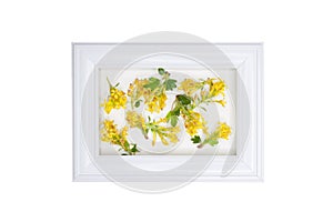 Composition of yellow barberry flowers with white wooden frame in the middle and isolated on white