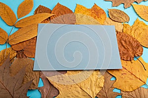 Composition with yellow and brown autumn leaves and blue paper mockup on blue pastel background. side view, copy space