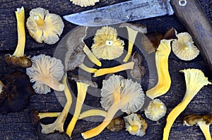 Composition of the Yellow Foot mushroom Craterellus lutescens