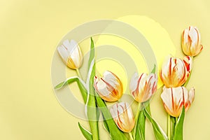 Composition with yllow round and bouquet of beautiful tulips. The concept of spring holidays, spring time. Copy space