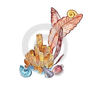 Compositions Seaweed sea life and corals object isolated on white background. Watercolor hand drawn painted illustration