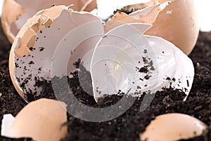 Compost photo