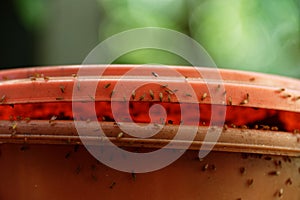 A compost bin has attracted fruit flies around its lid