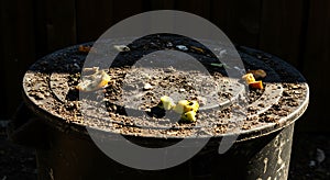 Compost Bin in Sunlight