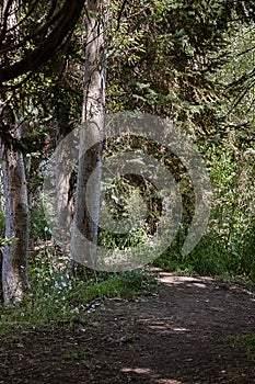 Compost covered path with foreted birch tree truncks and grass