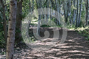 Compost covered path with foreted birch tree truncks and grass
