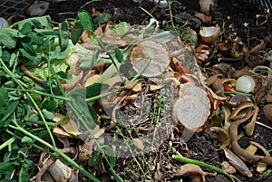 Compost heap