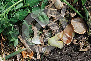 Compost heap