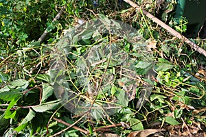 Compost heap or an overgrown pile of weeds