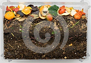 Compost layers and worms in transparent container