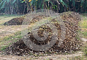 Compost, organic natural leaves.