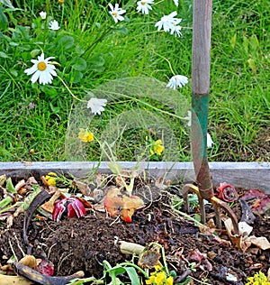 Compost pile with daisies