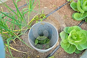 Compost pipe in organic vegetable garden
