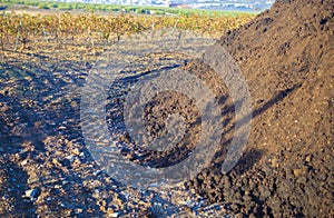 Composted olive mill pomace piled beside vineyard