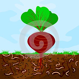 Ground cutaway with beetroot and earthworm. Earthworms in garden soil.