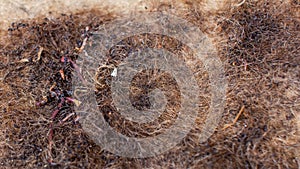 Composting worms Red Wigglers bunched up on a coconut coco coir mat