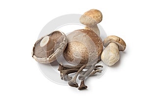 Compostion of fresh edible mushrooms photo