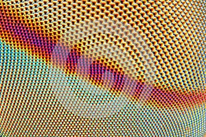 compound eye of a horse fly