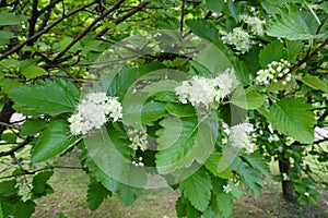 Compound inflorescences of Sorbus aria in May