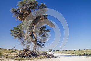 Compound nest built by sociable weaver birds in Kalahari photo