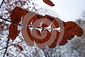 Compound red leaf of rowan against the sky