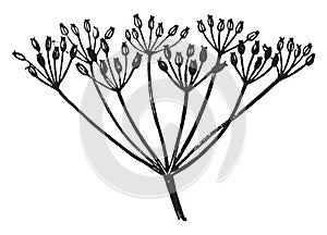 Compound Umbel vintage illustration