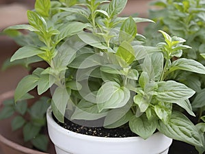 A Comprehensive Guide to Growing Ocimum Basilicum in Pots.